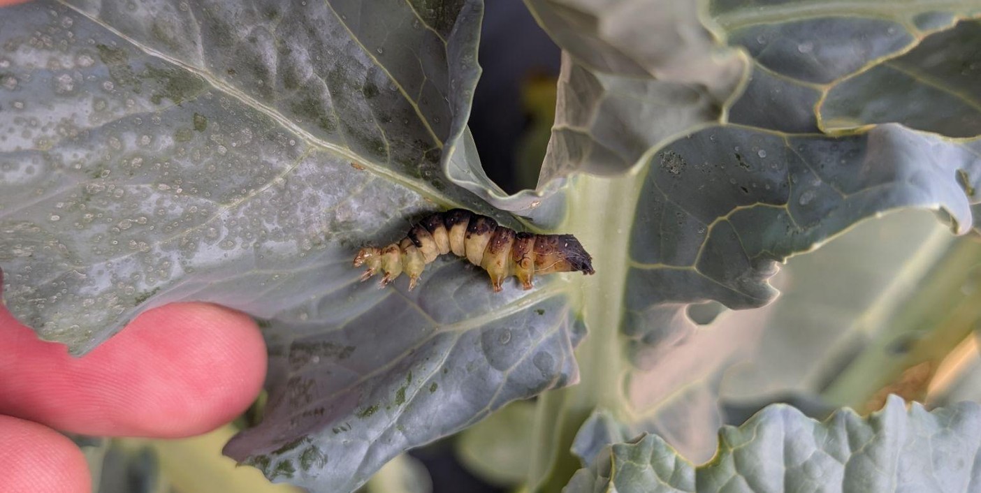 A dead caterpillar on a leaf.